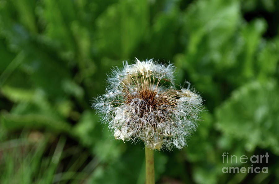 Dandelion Photograph by Michelle Meenawong