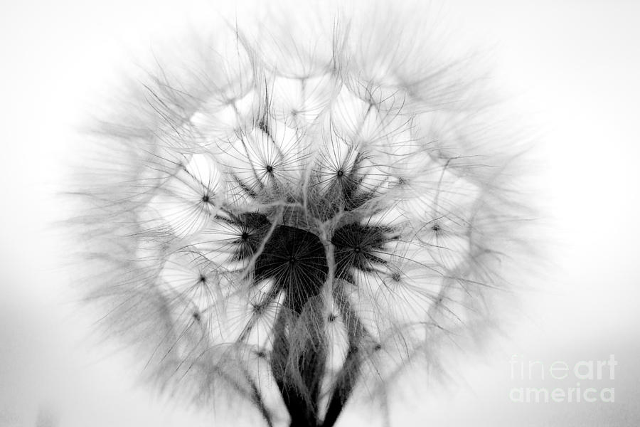Dandelion mono Photograph by Shawn Jeffries