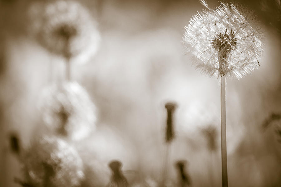 Dandelion Monochrome No 1 Photograph by Chris Bordeleau