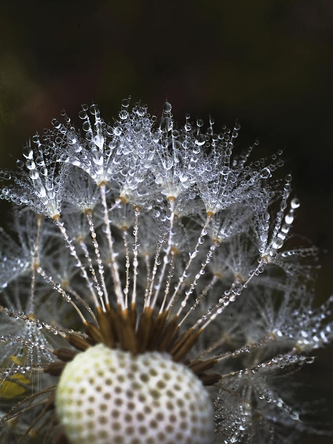 Dandelion Morning Photograph by Wedigo Ferchland - Fine Art America