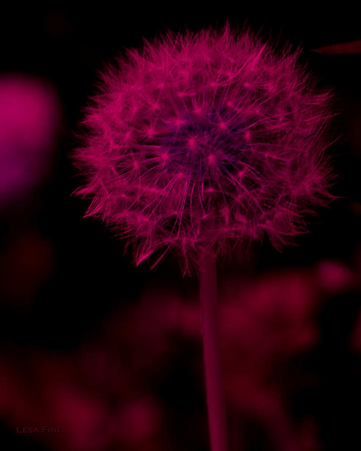 Dandelion Neon Pink Photograph by Lesa Fine