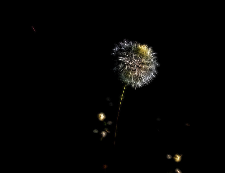 Dandelion Night Digital Art by Aliceann Carlton