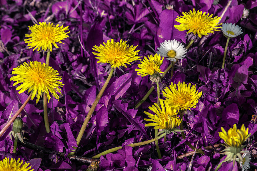 Dandelion on purple Photograph by Wolfgang Stocker