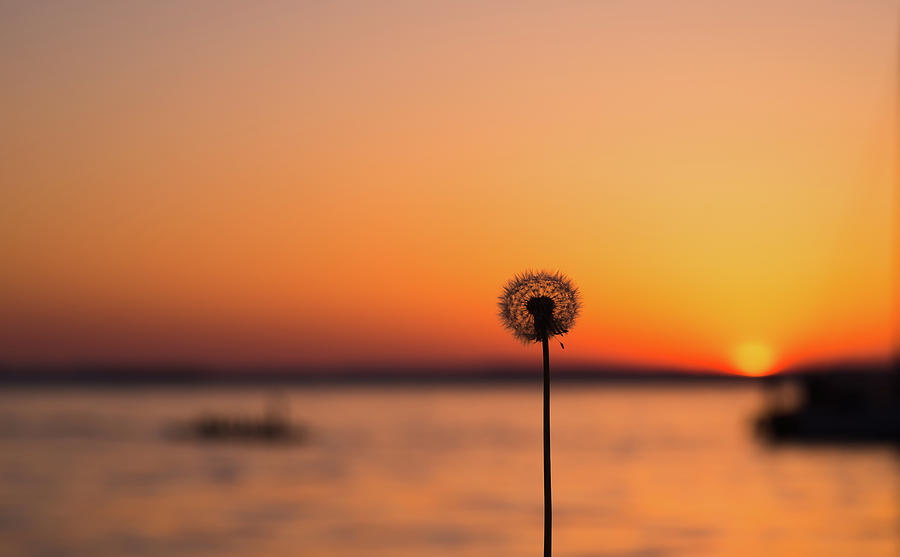 Dandelion On Sunset Background Photograph By Mariia Kalinichenko