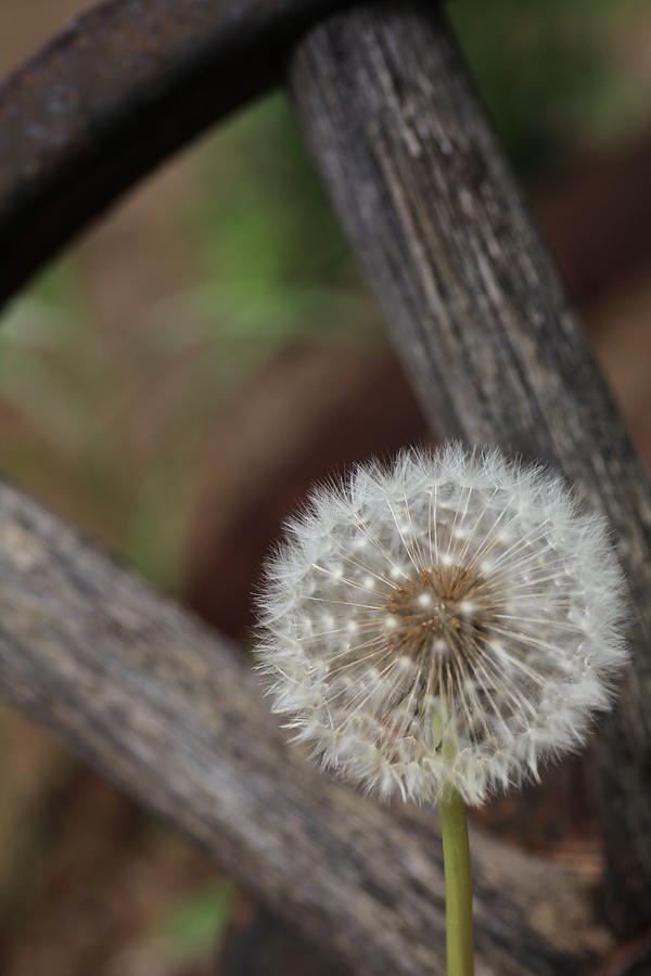 Dandelion on the Edge Photograph by Tammy Pool
