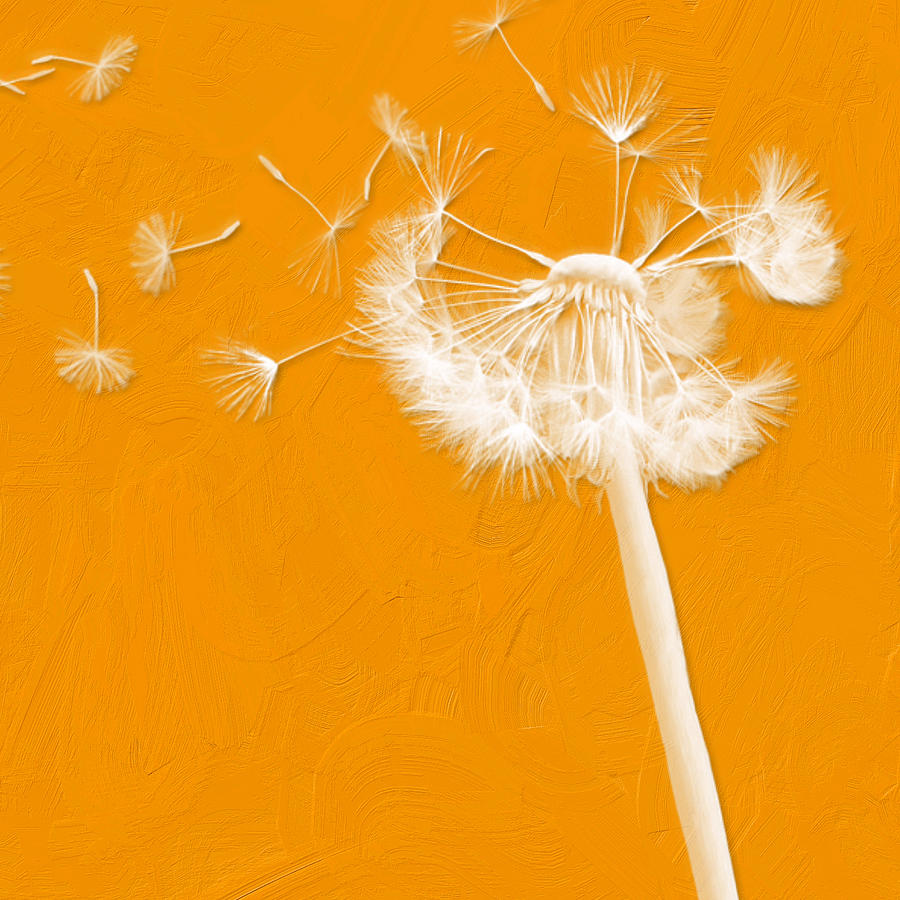 Dandelion - Orange Painting by Bonnie Bruno