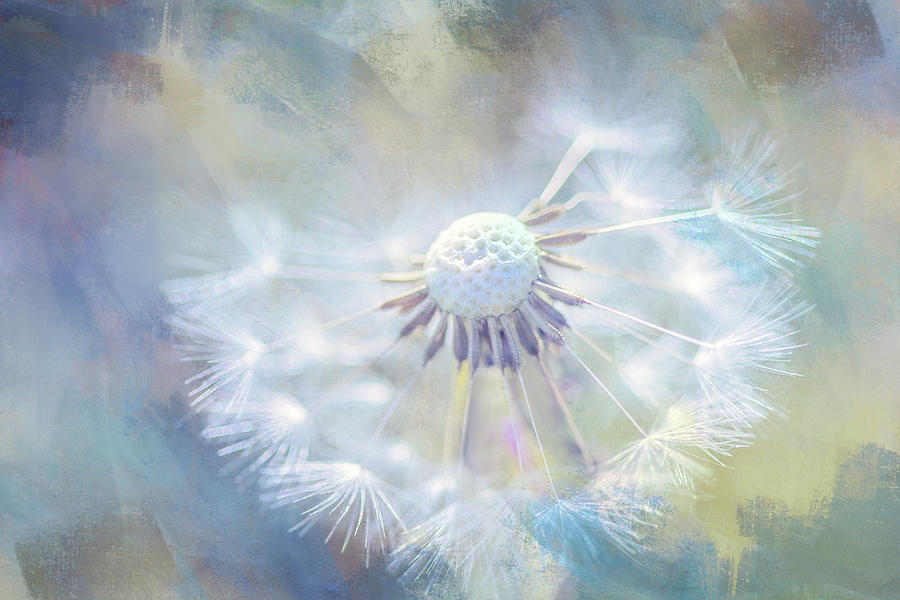 Dandelion Painted Digital Art by Terry Davis