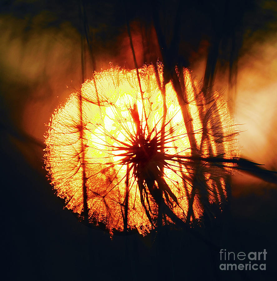 Dandelion Pappus sunset-2 Photograph by Steve Somerville