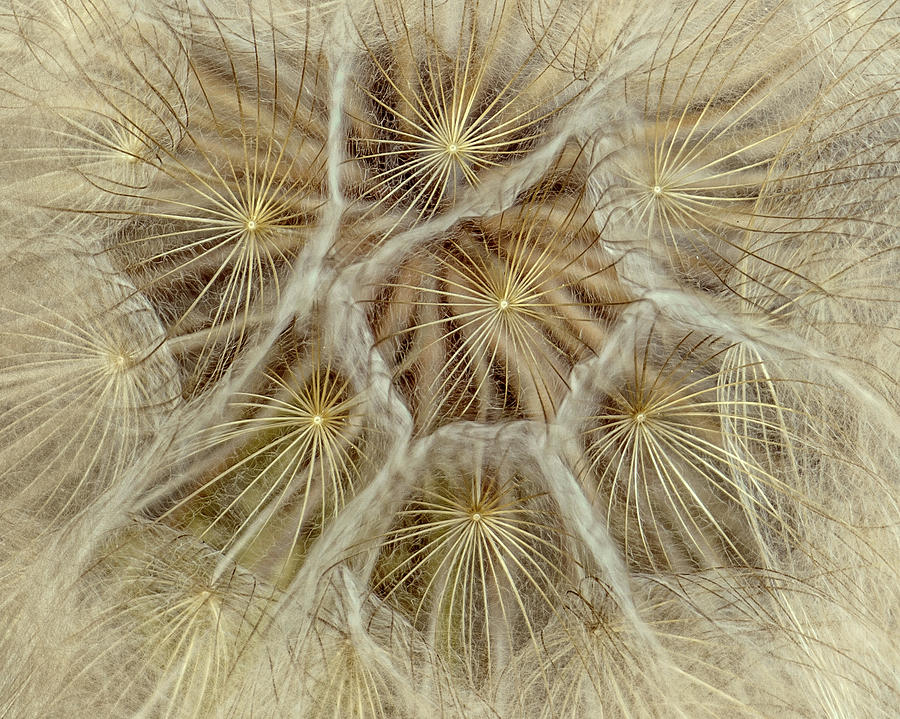 Dandelion Particles by Janice Bennett Dandelion Particles by Janice Bennett