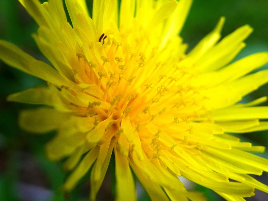 Dandelion Photograph by Peggy King