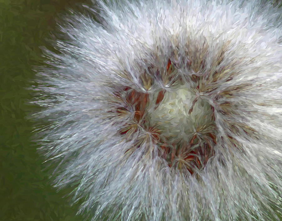 Dandelion by Pete Rems Dandelion by Pete Rems