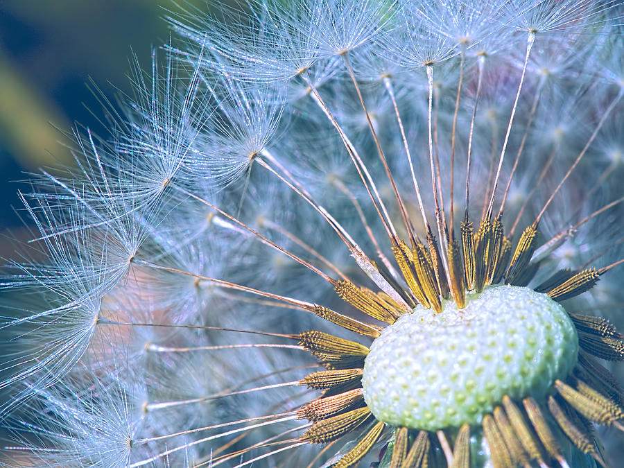 Dandelion Plumes Photograph by Brad Boland