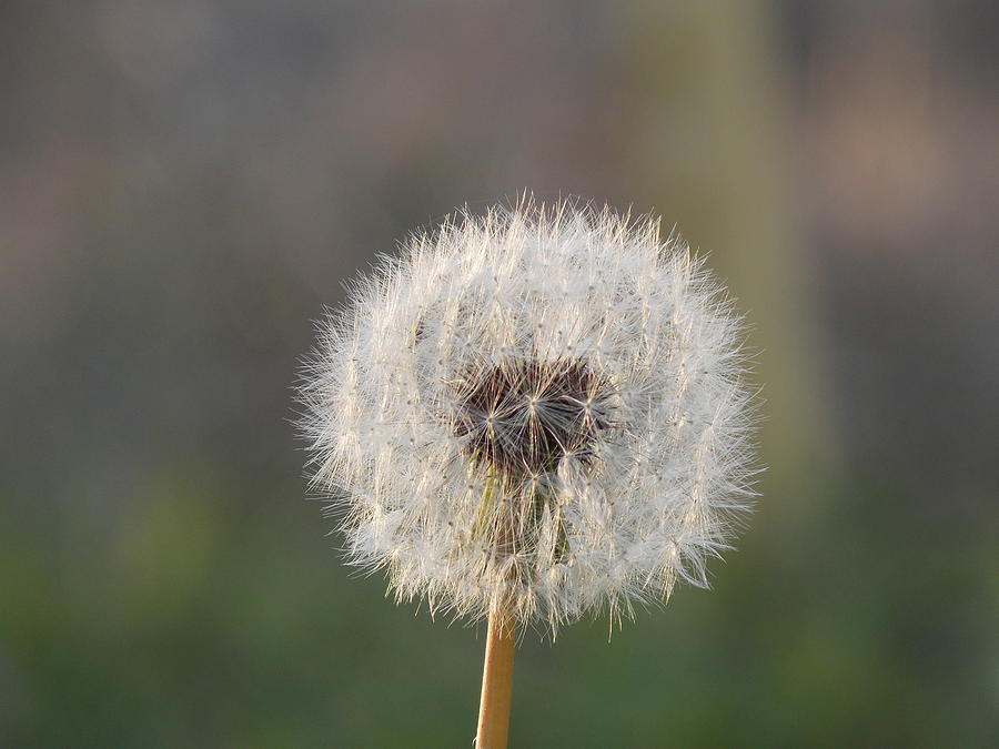 Dandelion Poof  Photograph by Virginia White