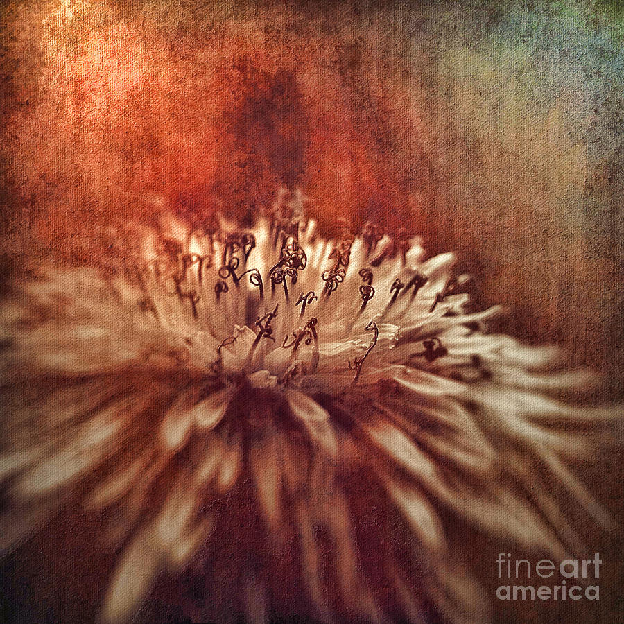 Dandelion Portrait by SK Pfphotography