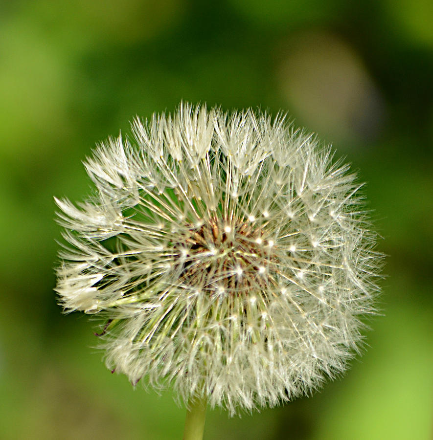 Dandelion Puff Photograph by Ally  White