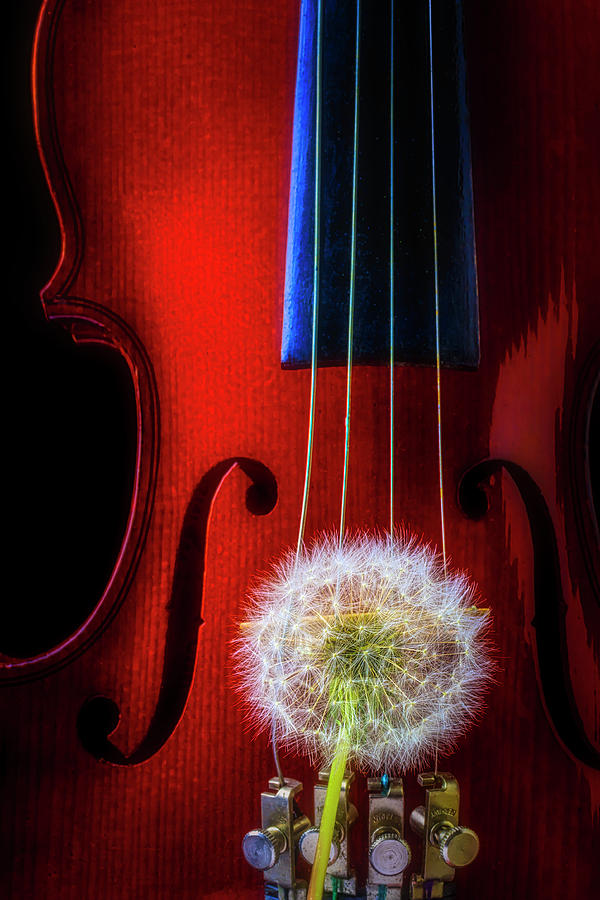 Dandelion Puff And Violin Photograph by Garry Gay