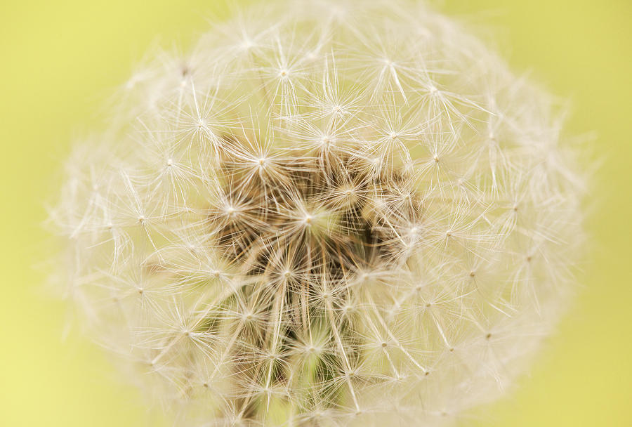 Dandelion Photograph - Dandelion Puffball by Iris Richardson