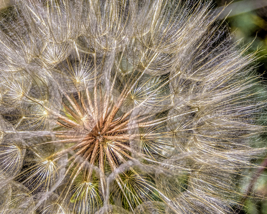 Dandelion Puffs Photograph by Betty Eich