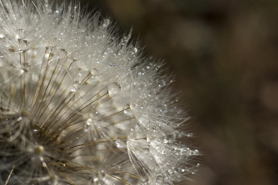 Dandelion Rain Photograph by Shelly Gunderson