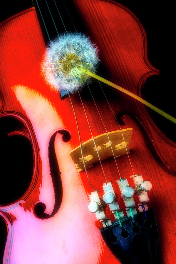 Dandelion Resting On Violin Photograph by Garry Gay