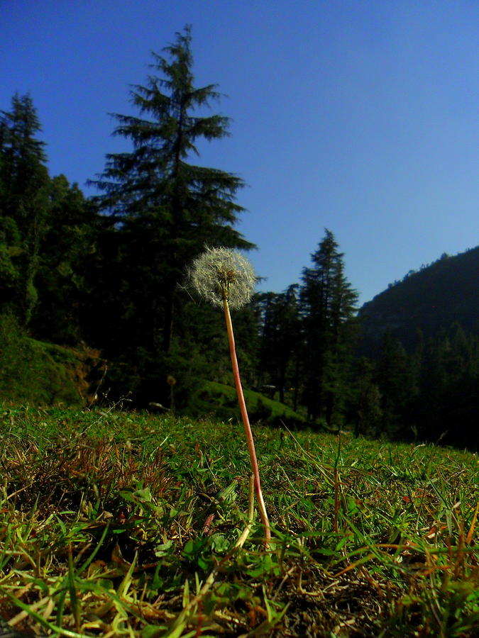 Dandelion Photograph by Salman Ravish
