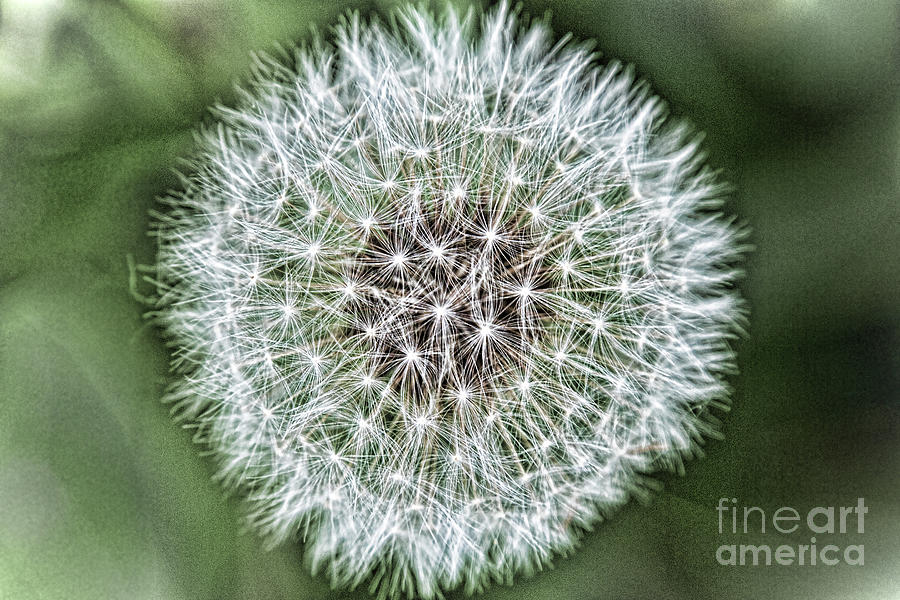 Dandelion Seeds Abstract Photograph by Sharon McConnell