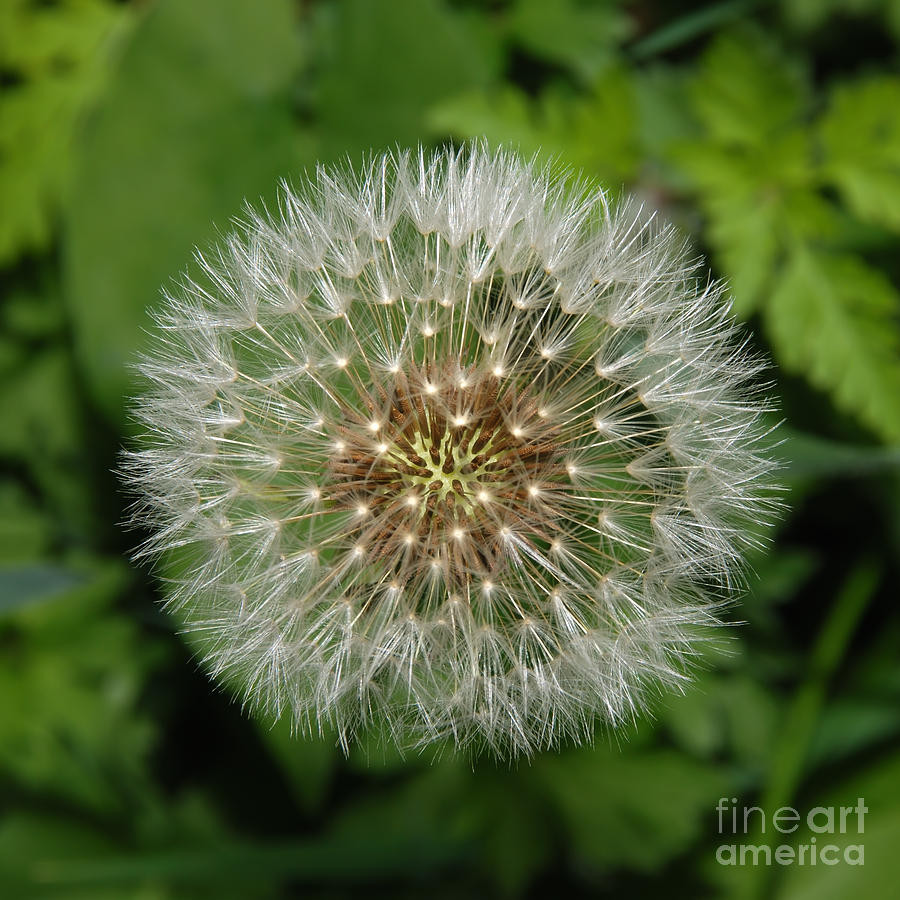 Dandelion Seed Ball Photograph