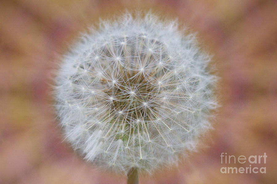 Dandelion Seed Digital Art by Donna L Munro