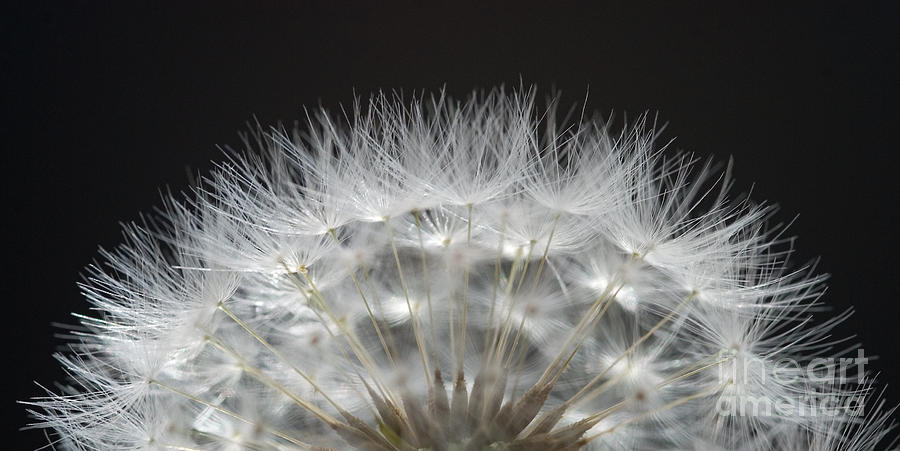 Dandelion seed head Photograph by Colin Rayner