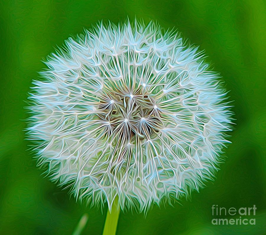 Dandelion Seed Head Expressionist Effect Photograph by Rose Santuci-Sofranko
