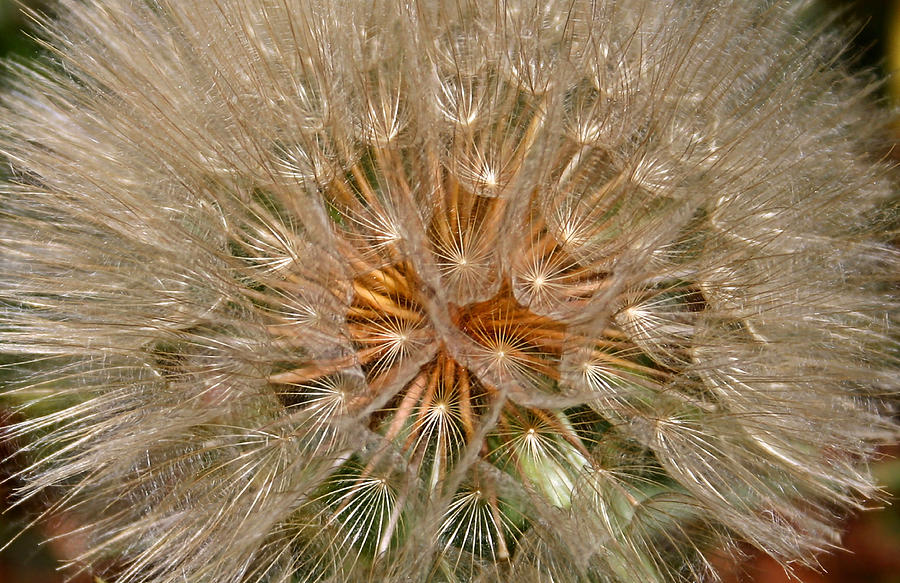 Dandelion Seed Head Photograph by Kristin Elmquist