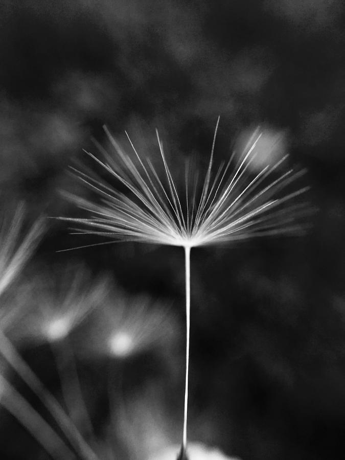 Black And White Digital Art - Dandelion Seed by Jillynn Markle