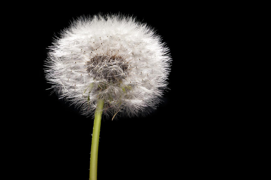 Weed Photograph - Dandelion Seedhead by Steve Gadomski