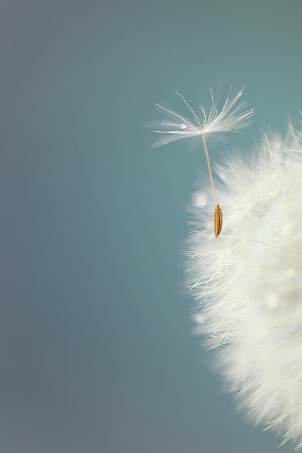 Dandelion Seedhead Photograph by Susan Gary