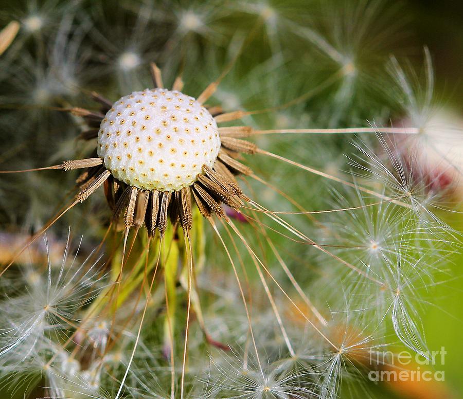 Dandelion Seedpod Photograph by Jimmy Ostgard