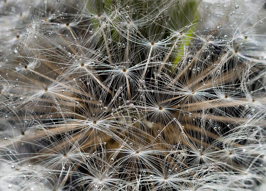 Spring Photograph - Dandelion Seeds Abstract by Steve Gadomski