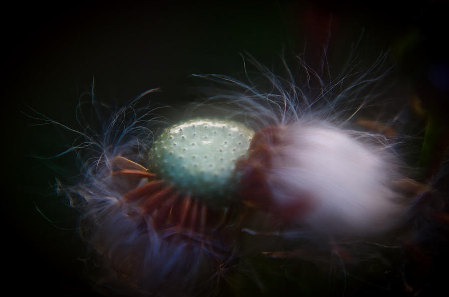Dandelion Seeds Photograph by Adria Trail