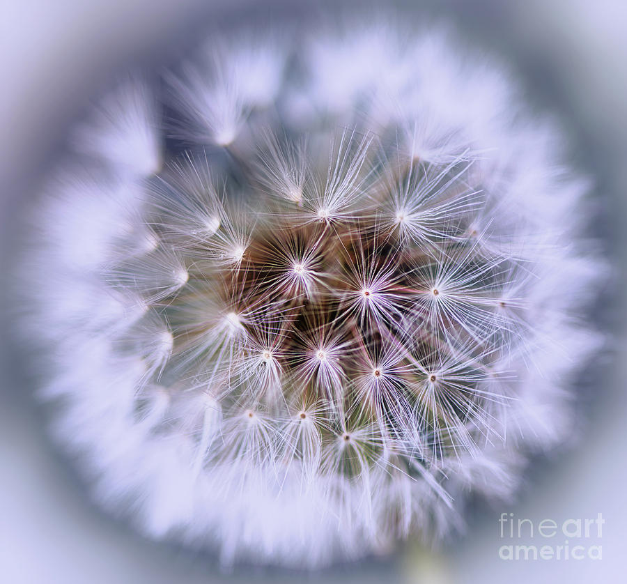 Dandelion Seeds Photograph by Alex Hiemstra