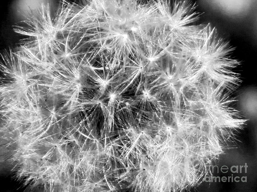 Dandelion Seeds Black and White Photograph by Elizabeth Dow
