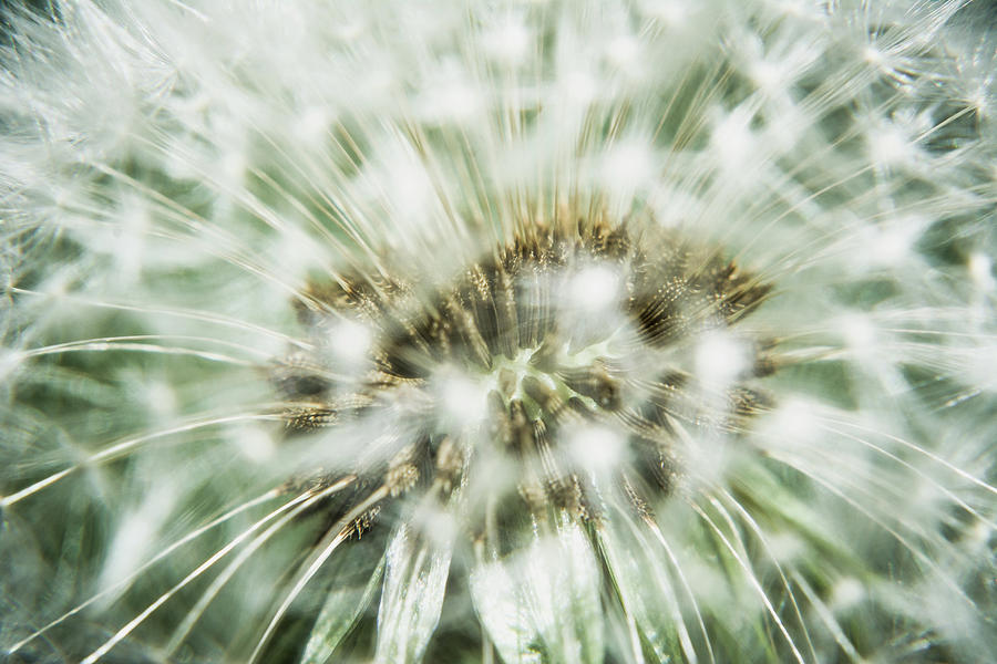 Dandelion Seeds Photograph