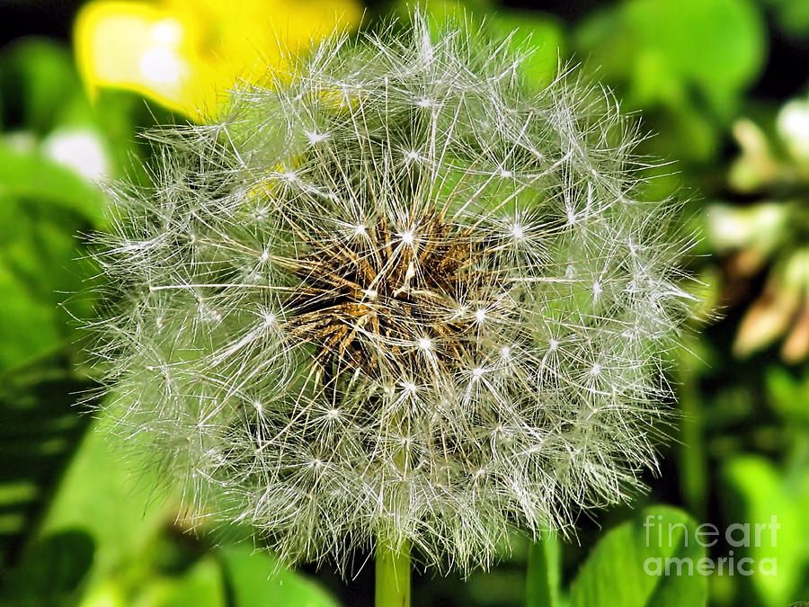 Dandelion Seeds Photograph