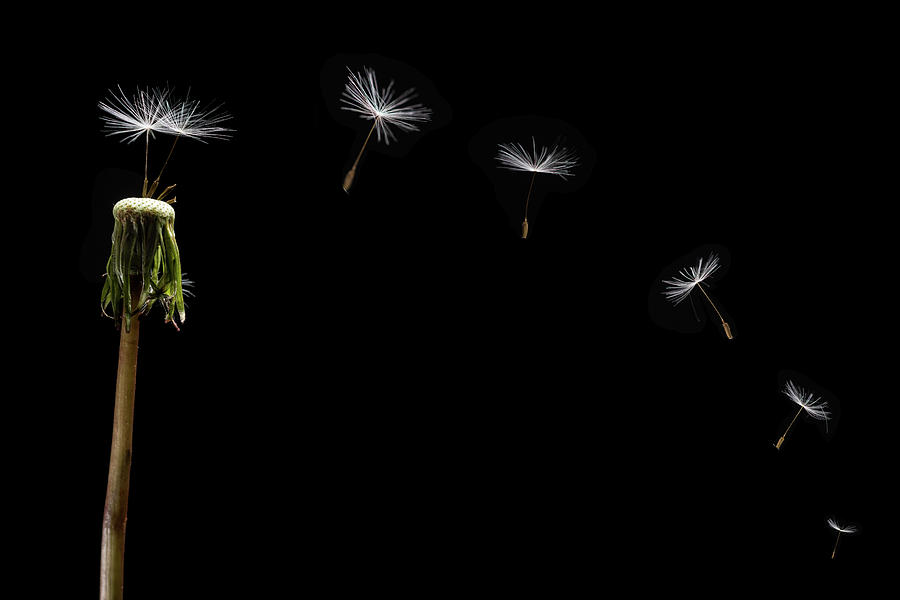 Dandelion Seeds Float Away Photograph