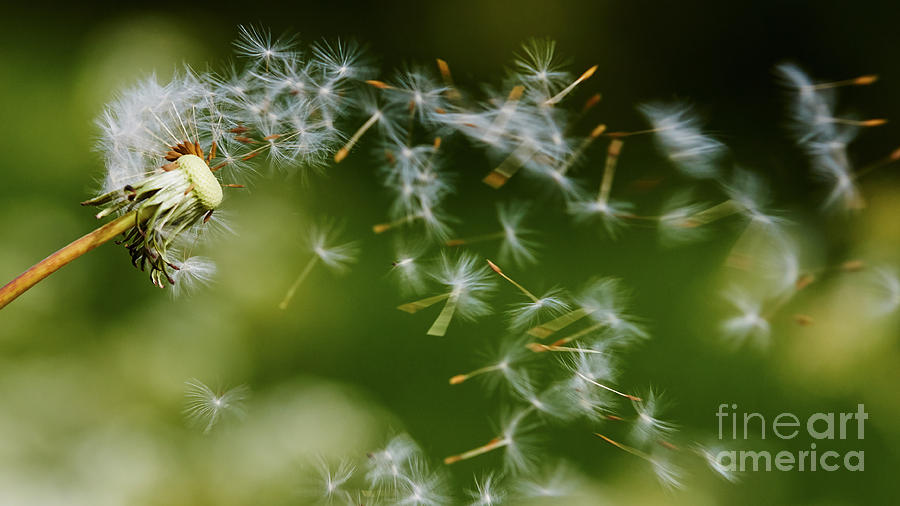 Dandelion seeds fly away Photograph by Nick  Biemans