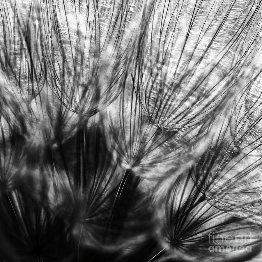 Dandelion Seeds I Photograph