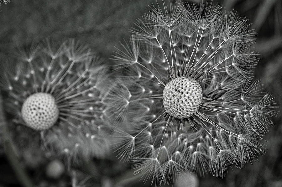 Dandelion Seeds Monochrome Photograph by Cathy Mahnke
