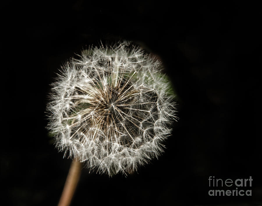 Dandelion Seeds Photograph by Robert Bales