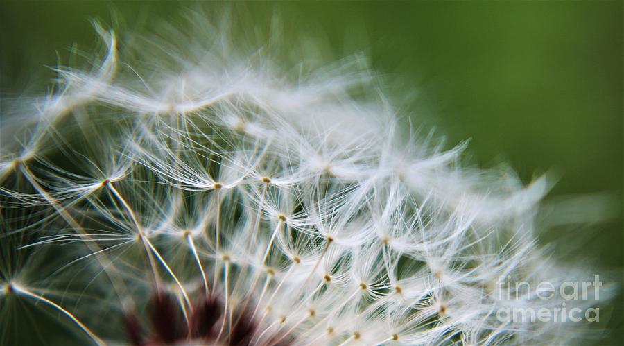 Dandelion Seeds - Springtime Photograph