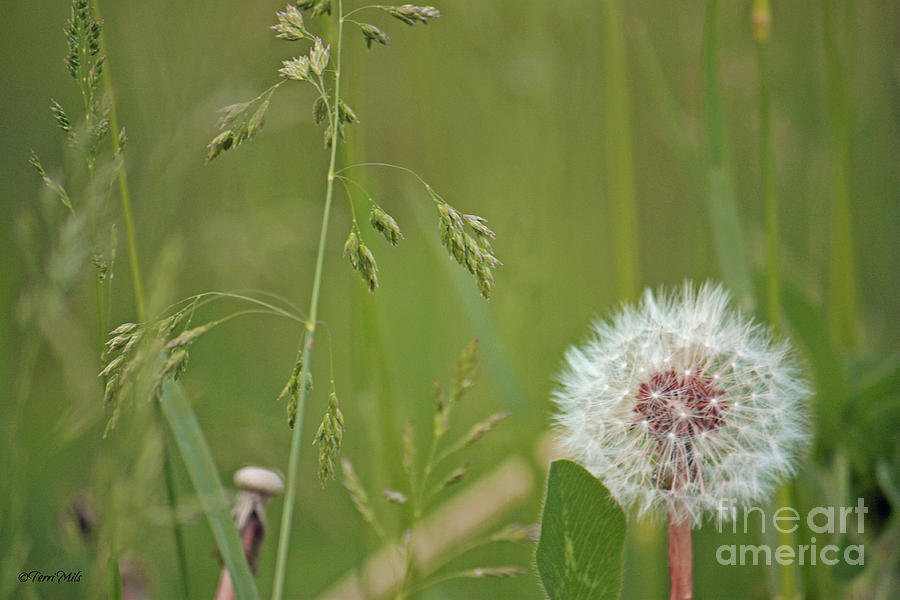 Dandelion Seeds  Photograph by Terri Mills
