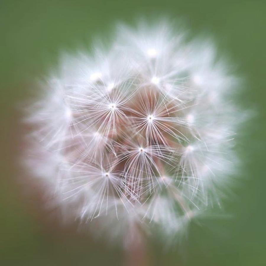 Dandelion Seeds
タンポポの種子 Photograph by Bronica Rf 645