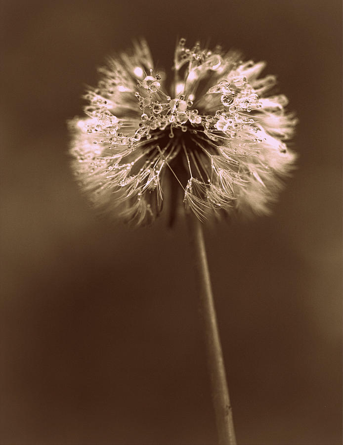 Dandelion - Sepia Photograph by Joseph Skompski